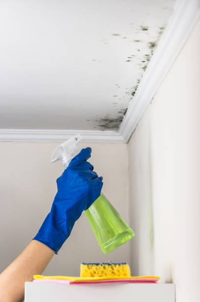 Best HVAC Mold Inspection and Cleaning  in Olton, TX